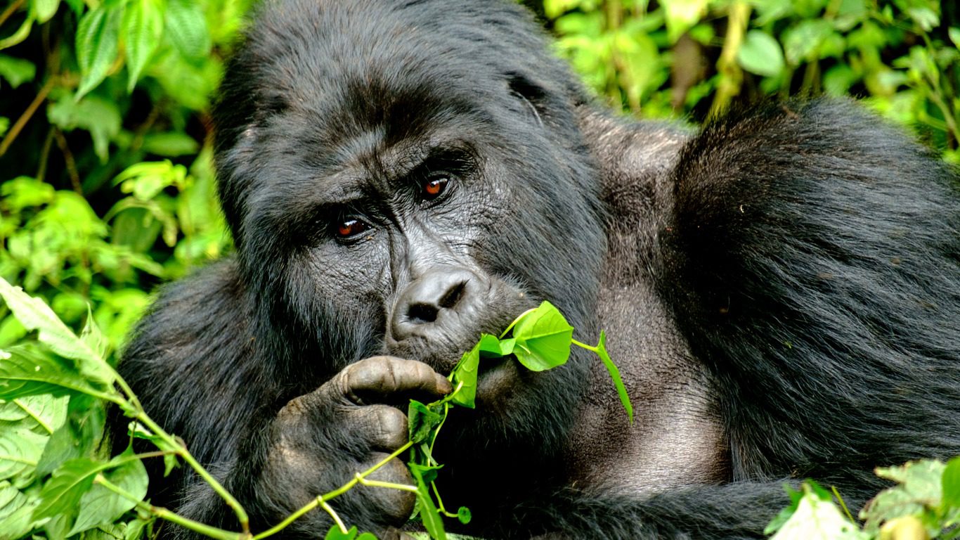 Gorilla eating leaves