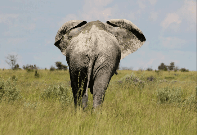 Elephant walking in the jungle