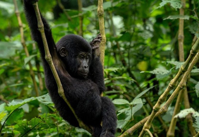 Baby gorilla hanging on vines
