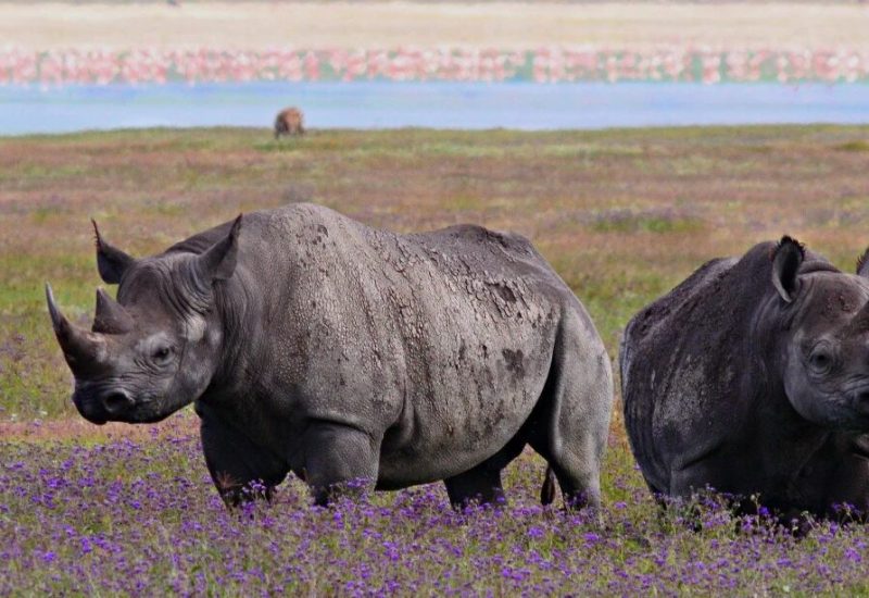 imgi_1_black-rhino-tanzania