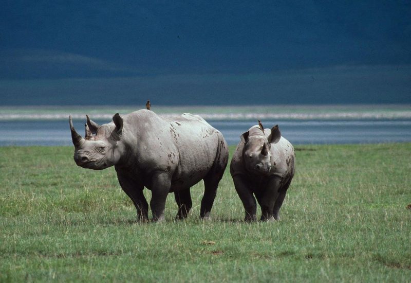 imgi_1_iVUip4kzaoTKcl5wBZDEycNnCg2eKP7b8NECDsolbRisdifBSW