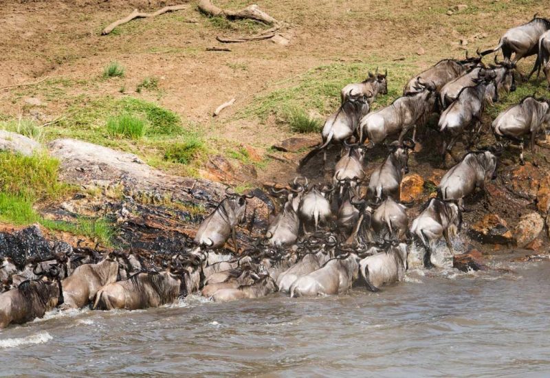 imgi_79_5-Day-Maasai-Mara-Lake-Nakuru-Hells-Gate-And-Lake-Naivasha-Safari