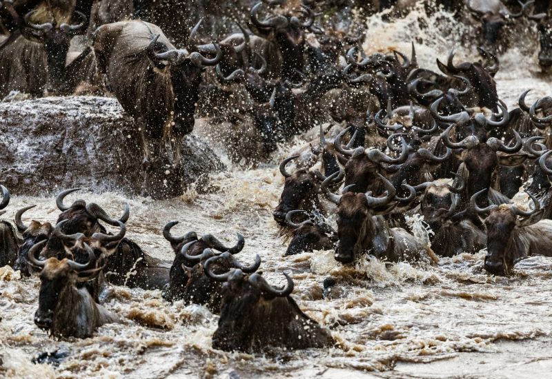 imgi_99_Best-time-to-visit-kenya-for-a-safari