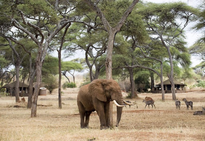 Elephant and antelope at safari camp